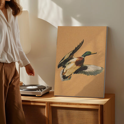 Flying Mallard Duck Canvas Wall Art