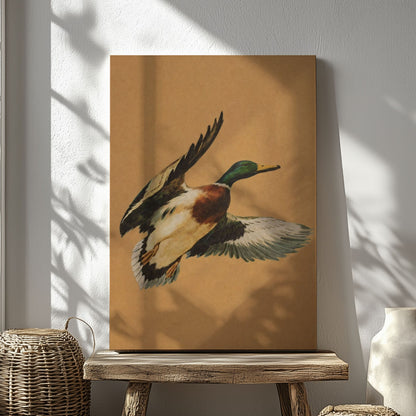 Flying Mallard Duck Canvas Wall Art