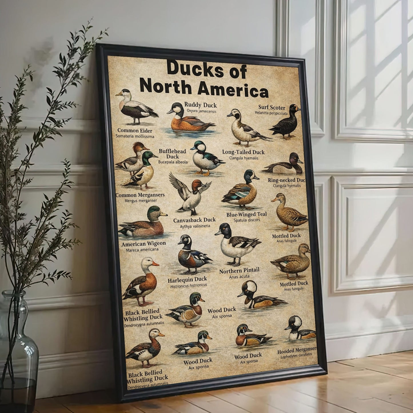 Ducks of North America Poster – Educational Bird Canvas Print