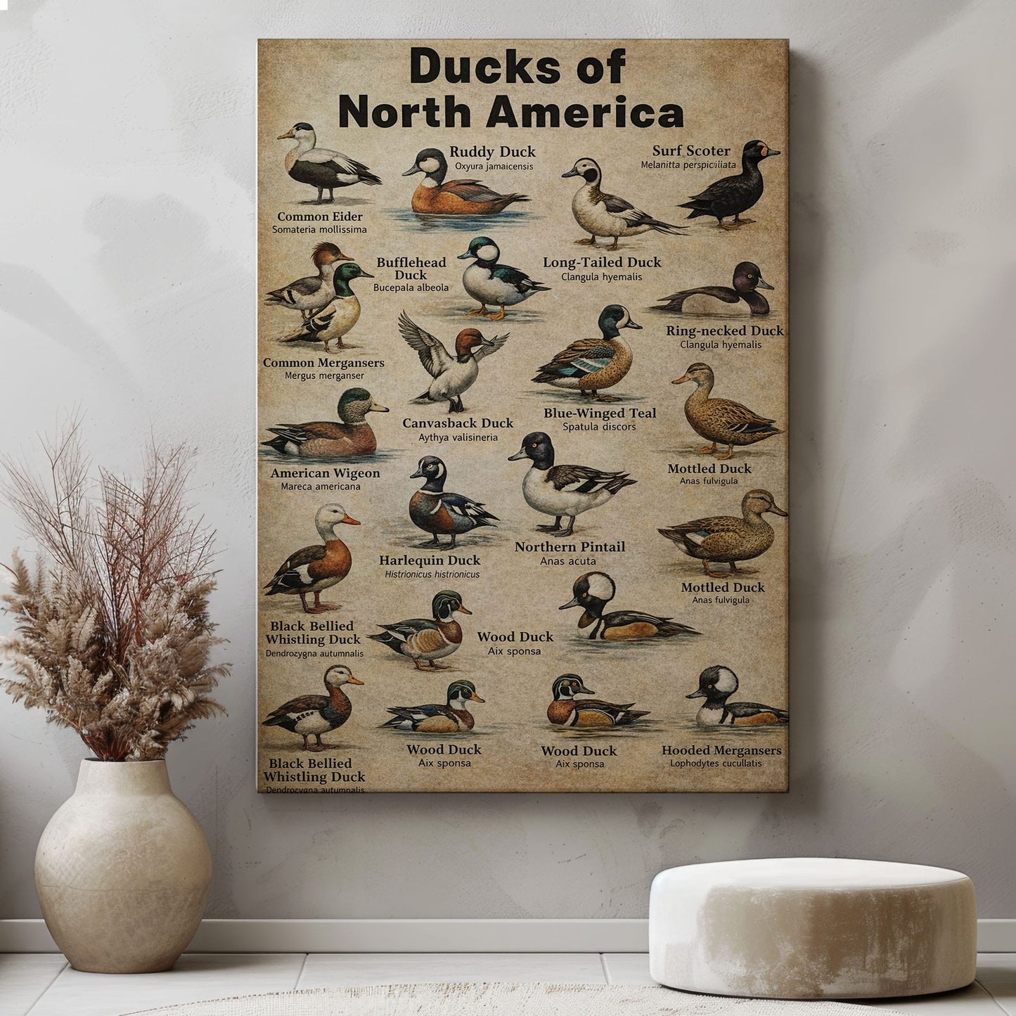 Ducks of North America Poster – Educational Bird Canvas Print