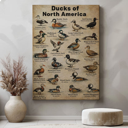 Ducks of North America Poster – Educational Bird Canvas Print
