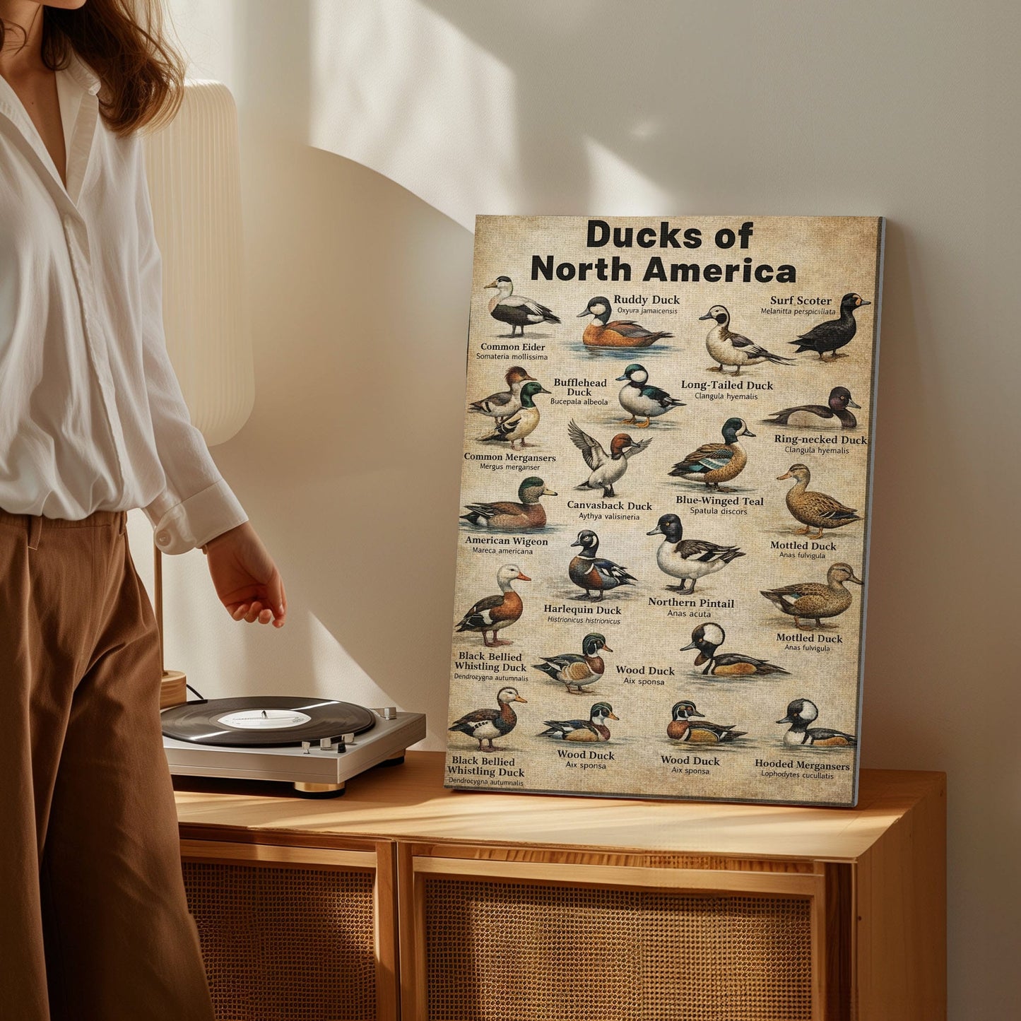 Ducks of North America Poster – Educational Bird Canvas Print
