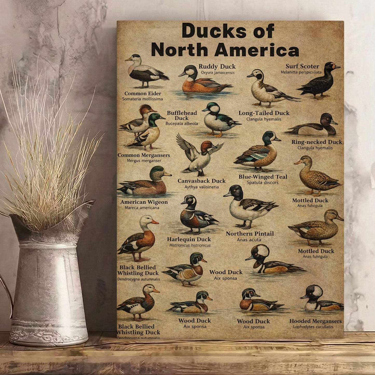 Ducks of North America Poster – Educational Bird Canvas Print