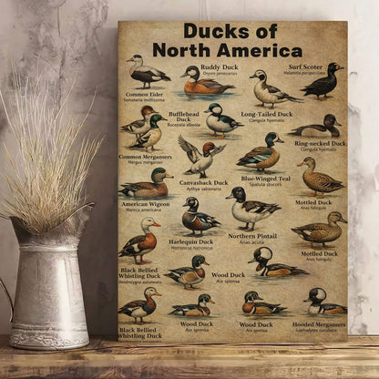 Ducks of North America Poster – Educational Bird Canvas Print
