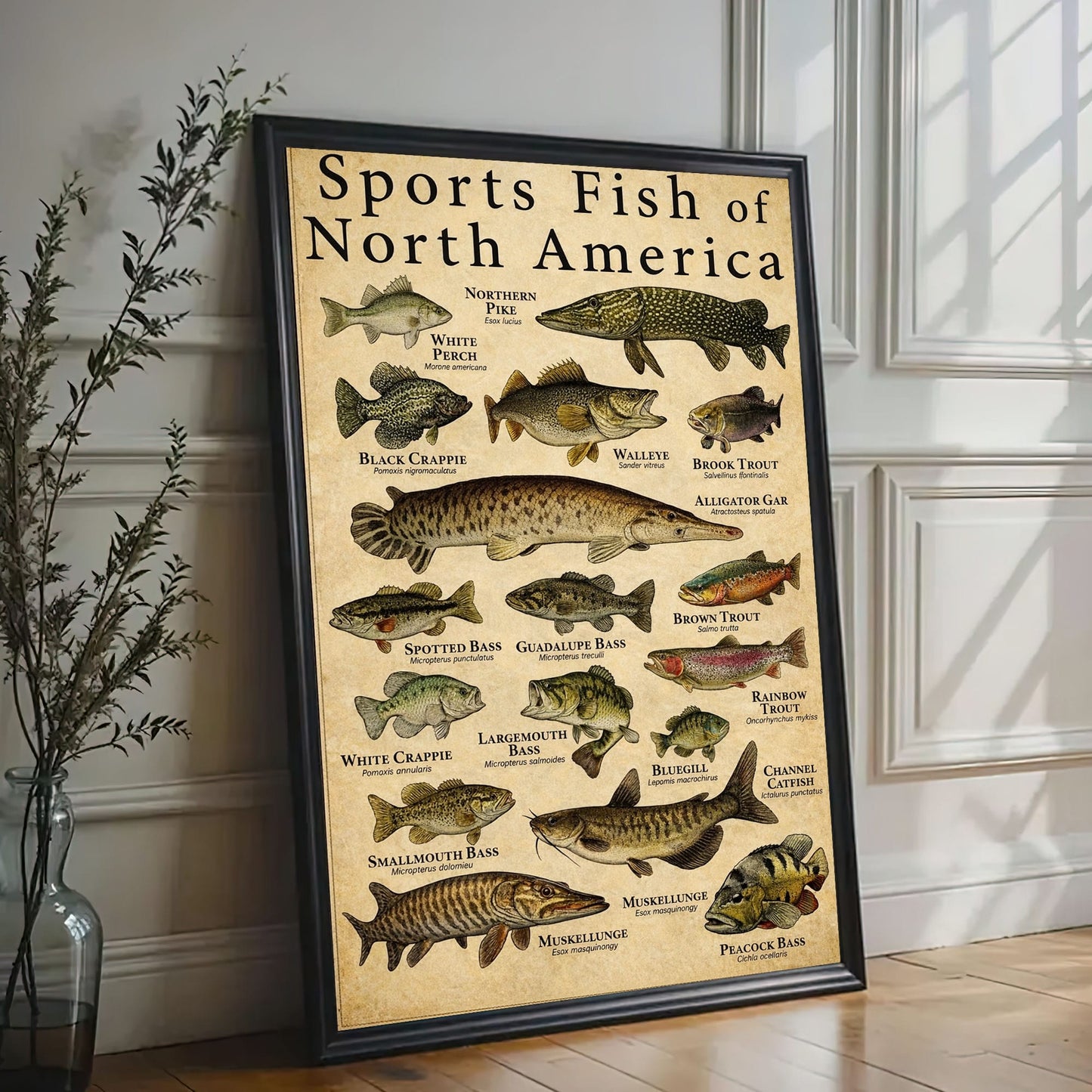 Sports Fish of North America Canvas Wall Art