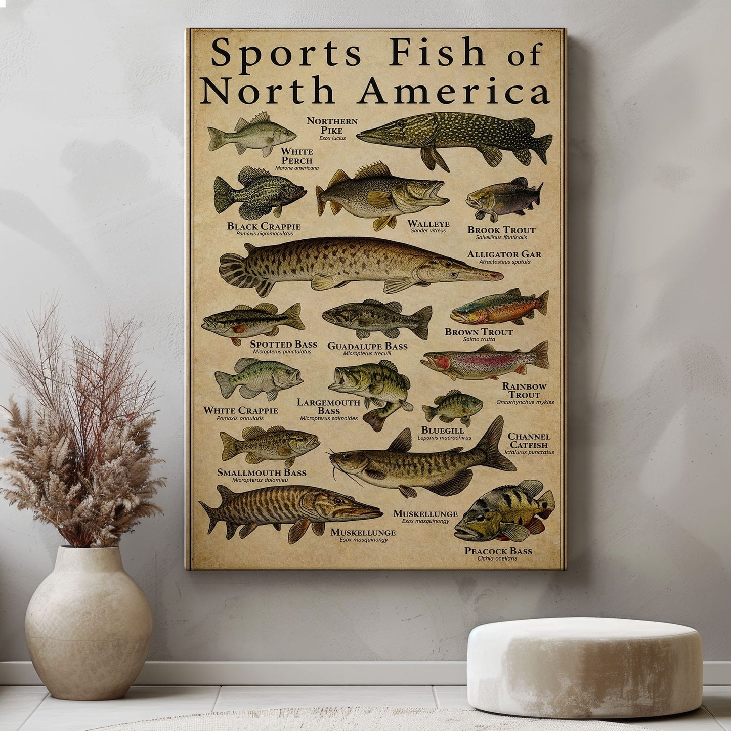 Sports Fish of North America Canvas Wall Art