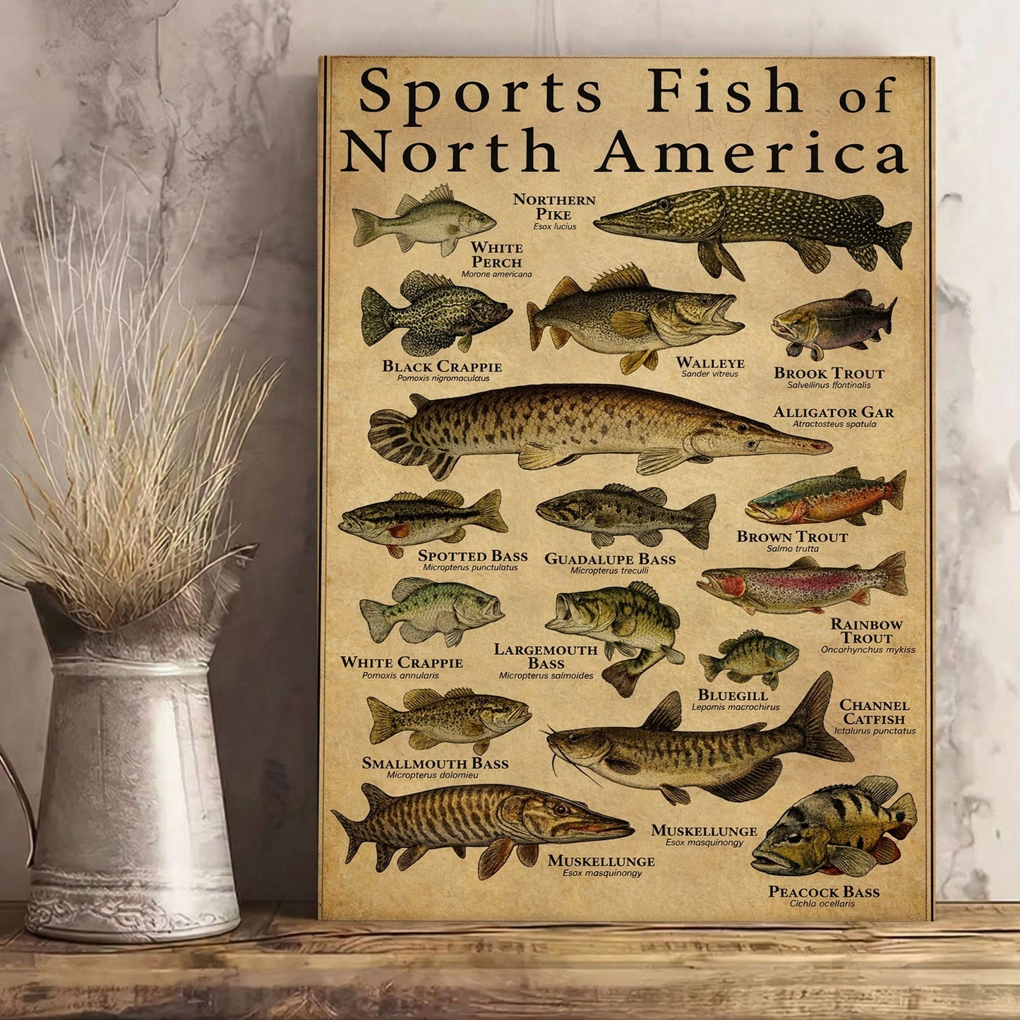 Sports Fish of North America Canvas Wall Art