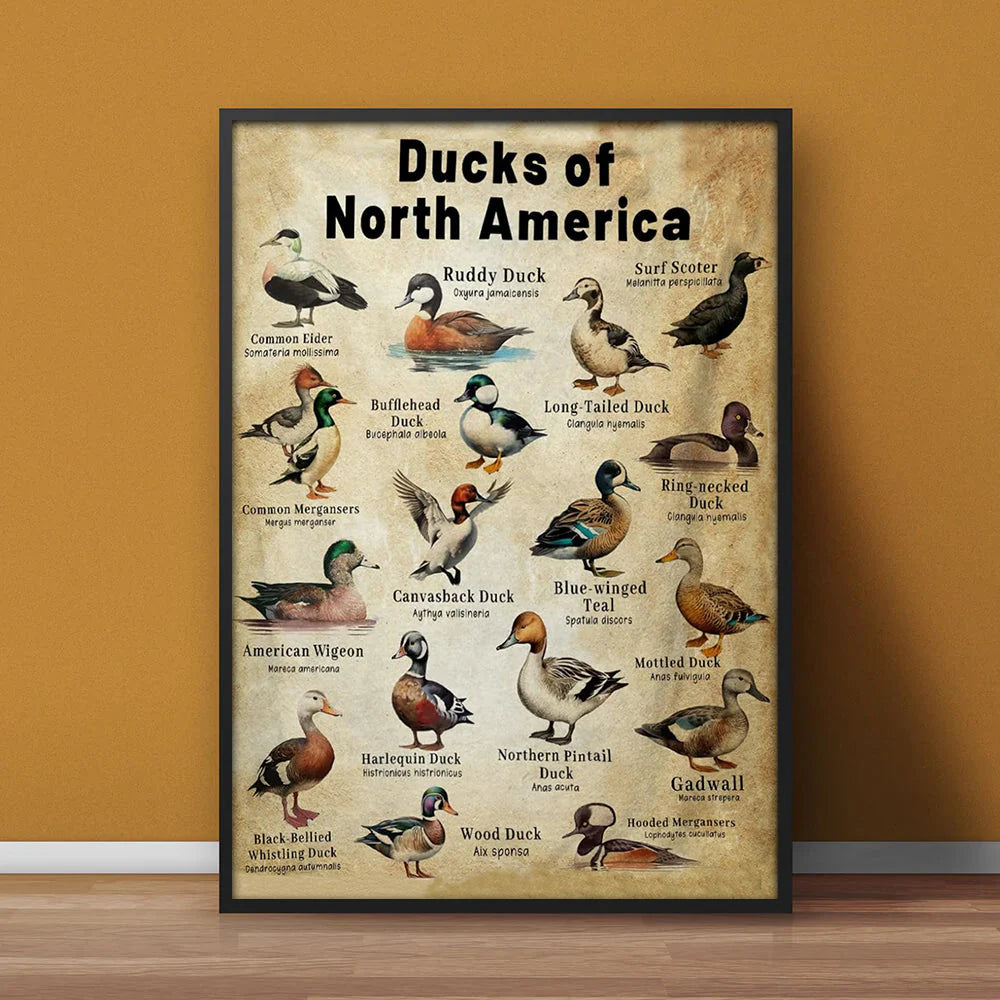 Waterfowl Species Duck Wall Art Gift for Men